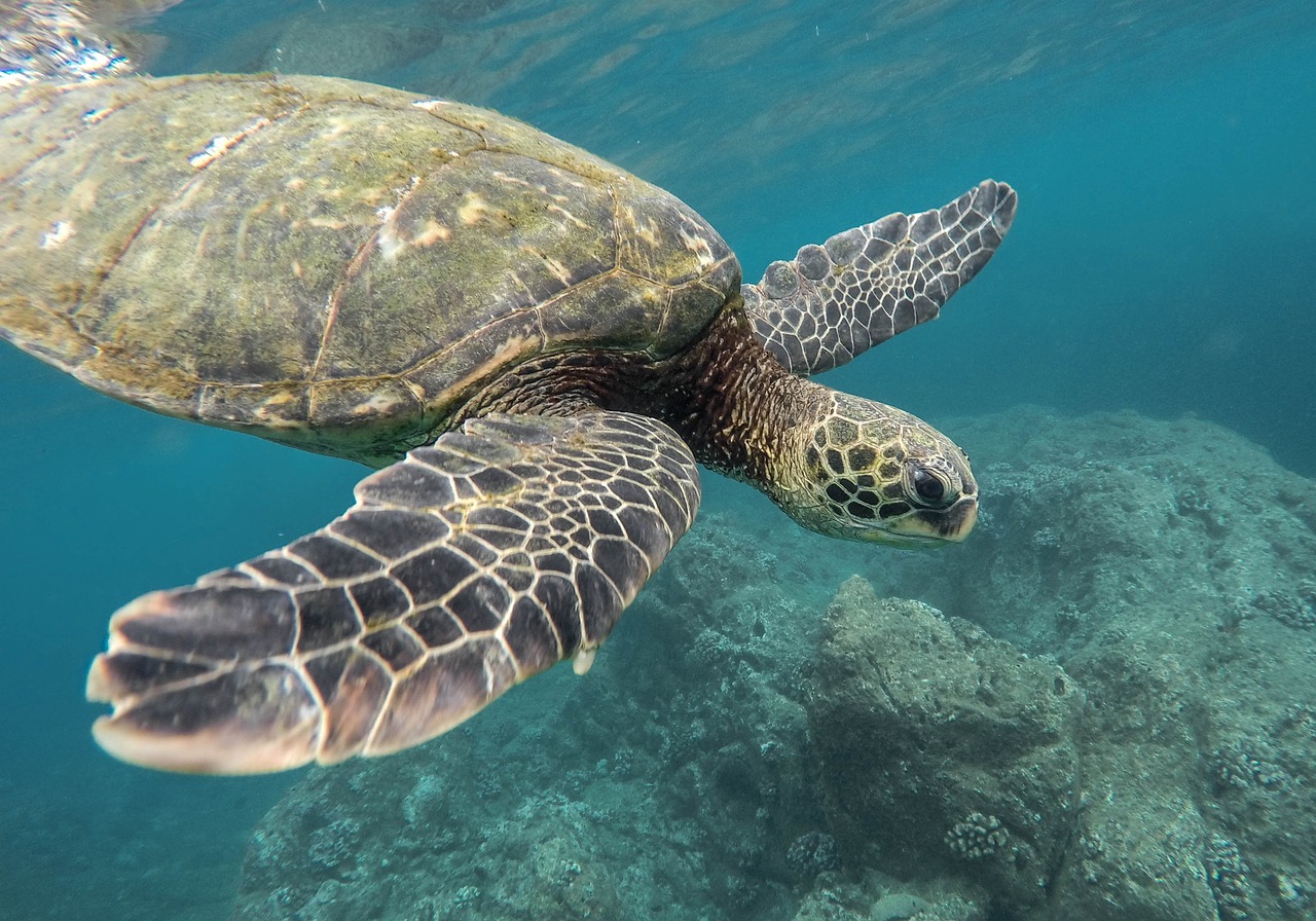 Tortoise in natural habitat